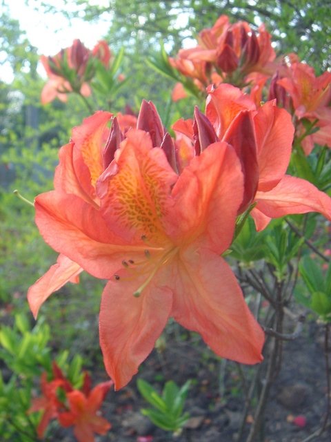 Azalea mollis 'Peter Koster'